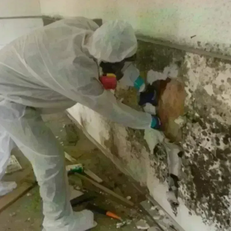 Mold Remediation and Removal in McMinn County, TN